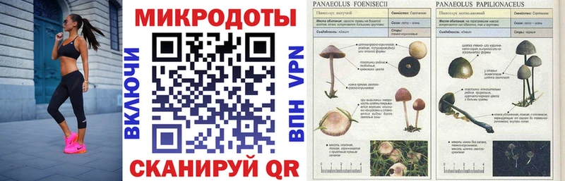 Псилоцибиновые грибы ЛСД ссылка на мегу вход Рудня закладка